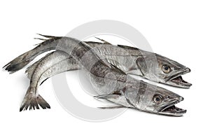 Two Hake fishes photo