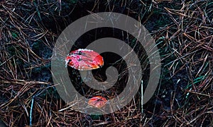Two hallucinogen red fly mushrooms photo