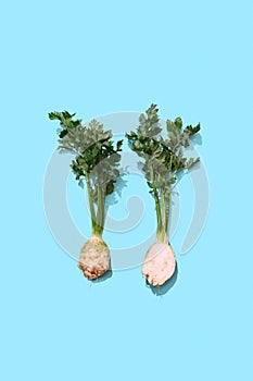 Two halves of parsley root with a bunch of greens on a blue background with space for text. Healthy food. Top view