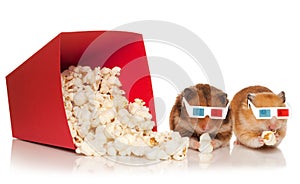 Two hamsters in 3d glasses chewing popcorn