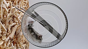 Two hamsters run funny on the wheel. Small rodents are spinning on a wheel.