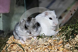 Two hamsters sitting in a cage close up