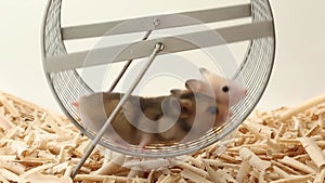 Two hamsters walk together in a wheel.