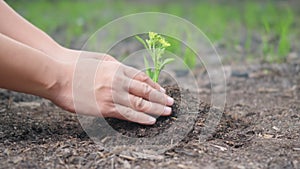 Two hand helping working planting seedlings growing young tree