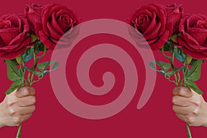 two hand holding a bouquet of roses on red background, nature, love, valentine, fashion, gift, copy space