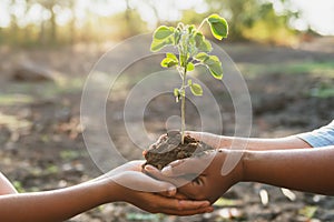 two hand holding young for planting in garden. concept save world