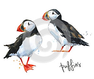 Two hand painted watercolor puffins isolated on white