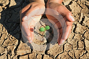 two hand protection young plant growing in soil arid