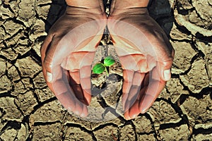 two hand protection young plant growing in soil arid concept