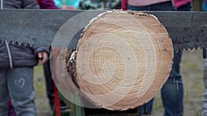 Two-handed saw while cutting a tree trunk in the forest