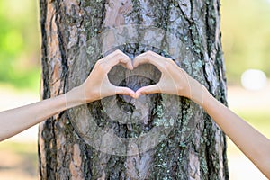 Two hands on a background of a large pine tree show a heart.