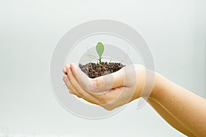 Two hands of a child who is learning to cultivate boiled wood back to nature.