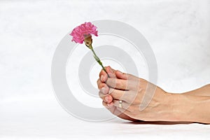 Two hands with deep pink flower with white background. The concept of give.