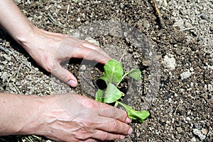 Two hands gardening on the ground planting a small green chard plant