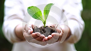 Two hands growing a young green plant