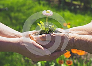 Two hands holding flower.