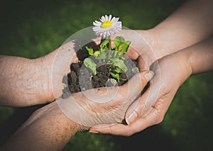 Two hands holding flower.