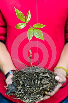 Two hands holding a green young plant