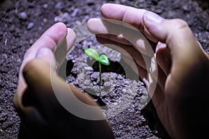 Two hands of the men was carrying a bag of potting seedlings to be planted into the soil. Selective focus