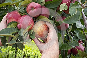 Two hands picking red delicious apples from tree. Apple orchard, harvest time.