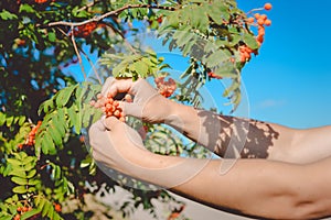 Two hands picking red rowanberries from tree