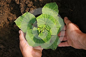 Two hands planting a newly born plant