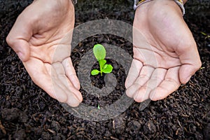 Two hands take care of green seedling