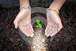 Two hands take care of green seedling