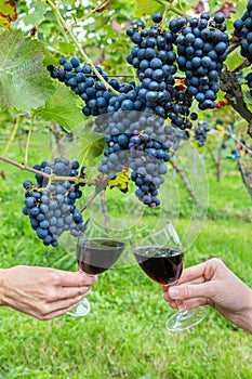 Two hands toasting with red wine near blue grapes