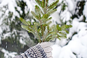 Two hands together in knitted gloves with an ornament hold a branch of a tree of a fir-tree. Christmas decorations. Christmas card