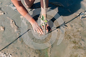 Two hands of volunteer taking care and plant a young green mangrove tree at reserve site / save the world