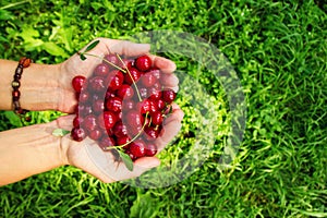 Two hands of woman with ripe cherries on the green background.