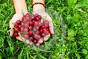 Two hands of woman with ripe cherries on the green grass.