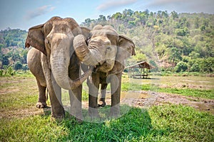 Two happy Asian elephants being affectionate with each other in Thailand.