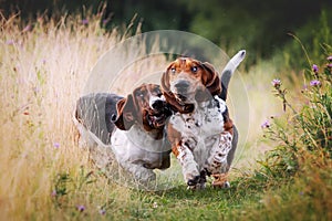 Two happy basset hounds running across the field