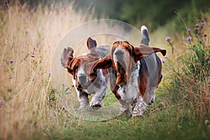 Two happy basset hounds running across the field