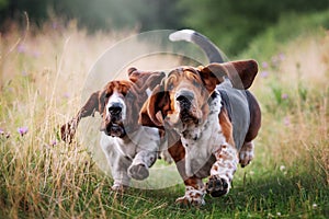 Two happy basset hounds running synchronously across the field