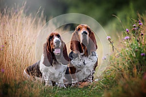 Two happy basset hounds sitting in the field