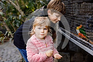 Two happy children, siblings feeding parrots in zoological garden. Toddler girl and kid boy playing and feed trusting