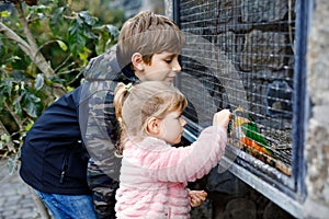 Two happy children, siblings feeding parrots in zoological garden. Toddler girl and kid boy playing and feed trusting