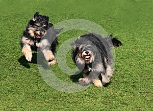 Two happy dogs photo