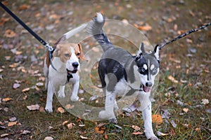 Two happy dogs-beagle and siberian husky running and playing in autumn park
