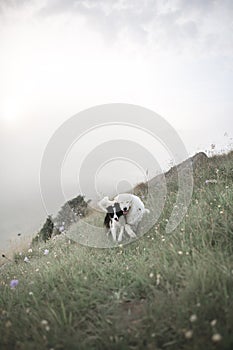 Two happy dogs, bordercollie, run in fog on field with flowers