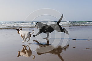 two happy dogs having fun at the beach. Running by the sea shore with reflection on the water at sunset. Cute small dog, black