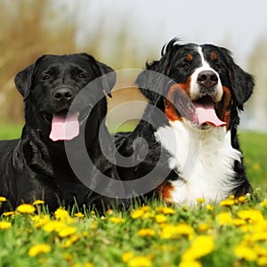 Two happy dogs lie in the summer outdoors