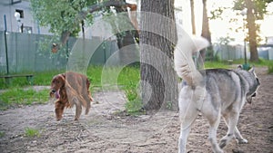 Two happy dogs playing outdoors - irish setter and husky, slow motion