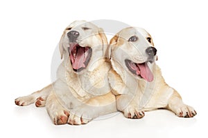 Two happy dogs posing on white background