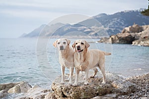 two happy dogs on the sea. Cute pet couple. Labrador Retriever in nature.