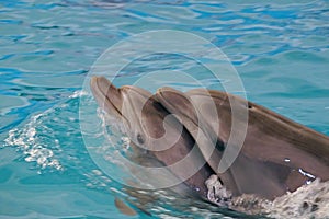 Two happy dolphins Afalina married couple floating