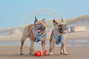 Two happy French Bulldog dogs on vacations wearing matching sailor style dog harnesses at sand beach